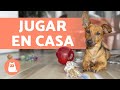 ¿Cómo ENTRETENER a tu PERRO en CASA? 🐶 ¡5 Ideas!