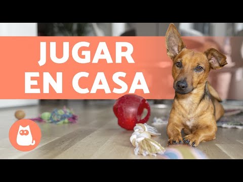 Video: 5 versiones amigables para perros de tus dulces favoritos de Halloween