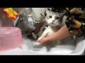 お風呂好き猫レオンの入浴　cat bath & Shampoo wash (Maine Coon "Leon")