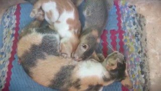 Breastfeeding Cat?? Breastfeeding Cat??