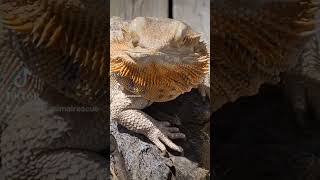 Bambis Animal Rescue Favorite Tiktoks Of July Compilation Nsfw Version Curse Words