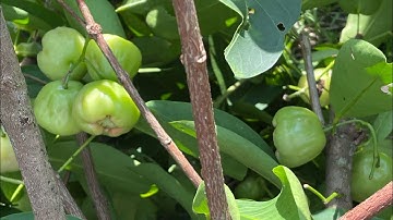 Mận xanh đường sóc trăng, cây mận xanh đường sóc trăng hành lở, mận xanh đường công trình 0962004419