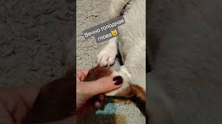 Материал на кожаной основе)