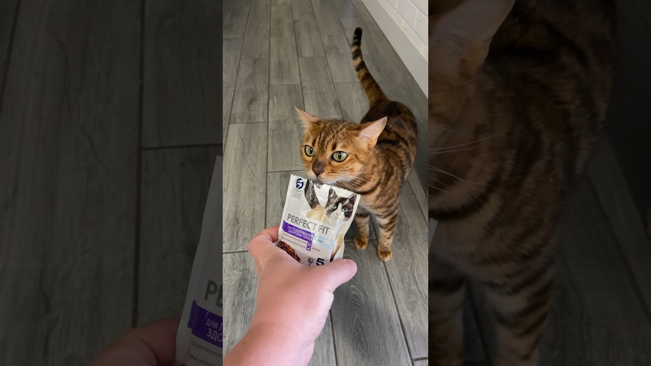 Реакция кошек на жидкий корм perfect fit 