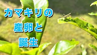 カマキリの産卵と誕生(2023.11.6〜2024.5.5)