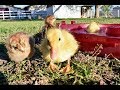 March Monthly Highlights-TeeDiddlyDee