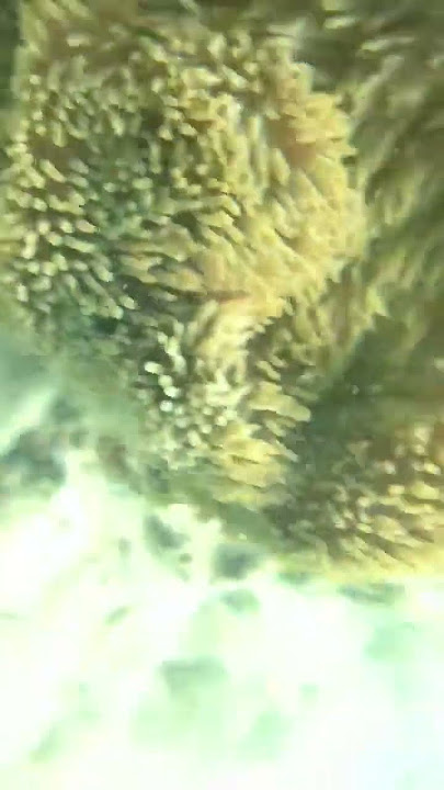 Mamutik Island