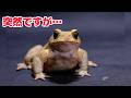 ぷえたろうの動画はこれが最後になります