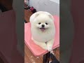 Animal lover ❤️ ||cute looks of Dog 🐕 #dog #dogshorts #song #youtubeshorts #shorts