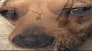 Dog has a Vietnam flashback