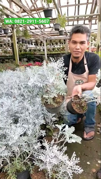 TANAMAN HIAS PUTRI SALJU | SILVER DUST | DUSTY MILLER