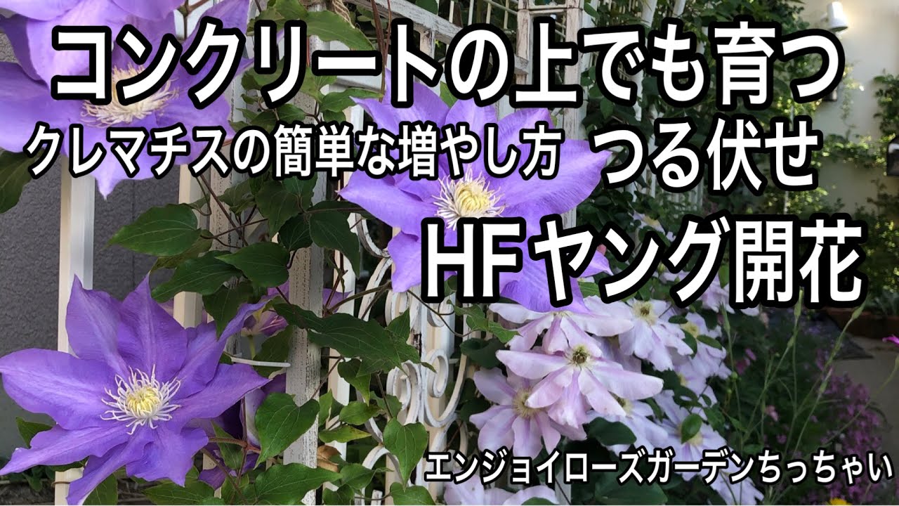 クレマチスの簡単な増やし方 つる伏せ 開花しました コンクリートの上の置くだけレンガの花壇で育ちました Youtube