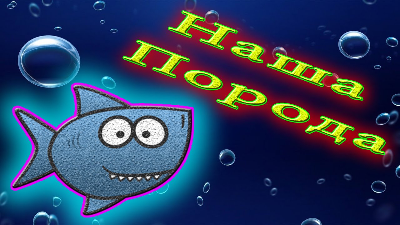 Аквариумная рыбка Барбус огненный