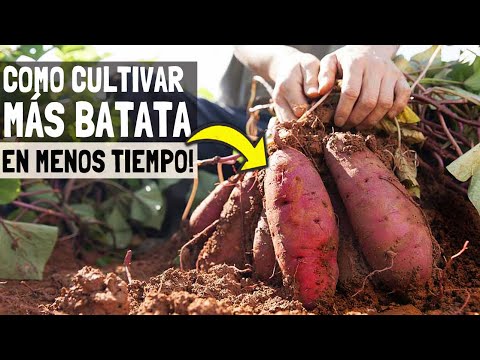 Video: Cosecha de batatas - Cuándo y cómo cosechar batatas