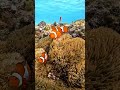 Keunikan Ikan Nemo #faktaunik