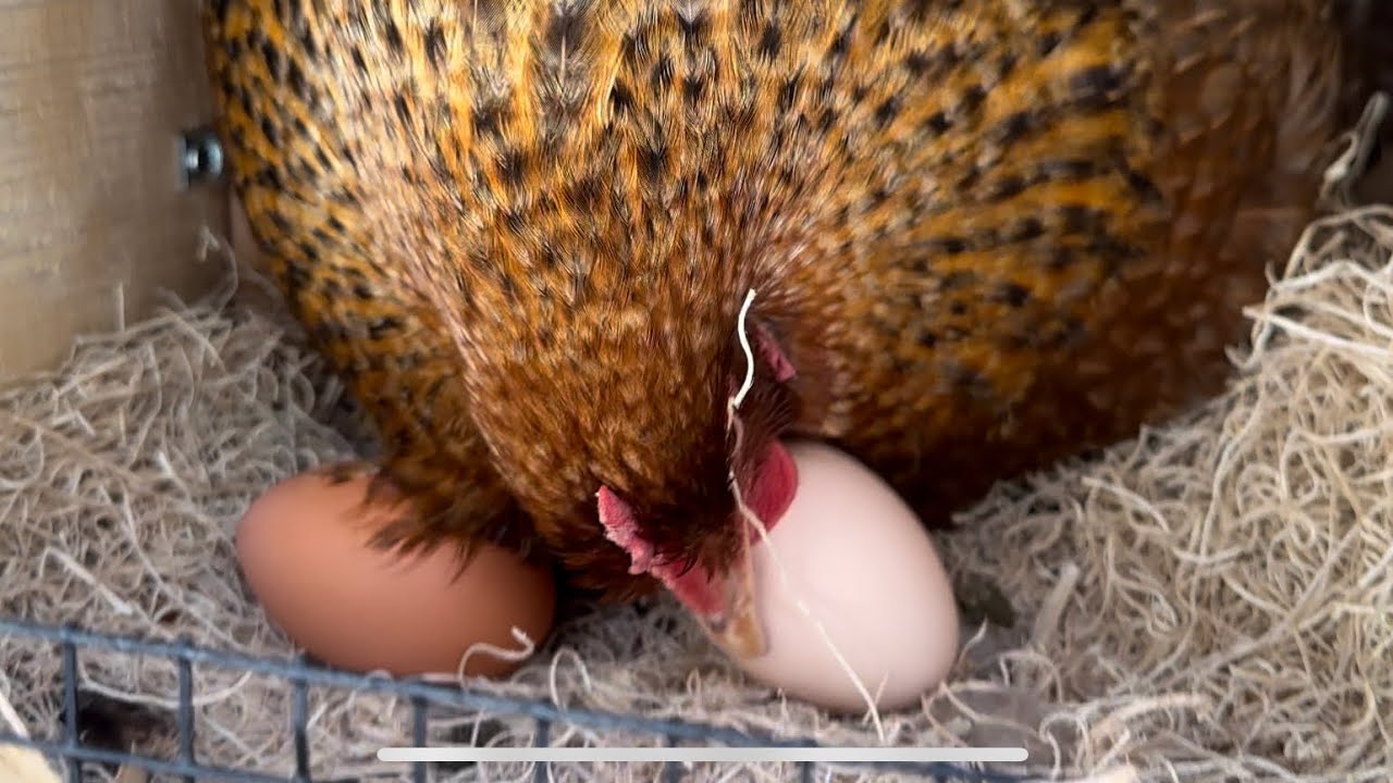 Broody Chicken Doesn’t Want to Get Off Her Eggs YouTube
