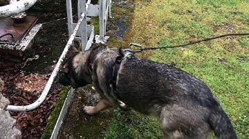 Scent Discrimination Urban