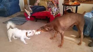 Jack Russell - vs - Doberman