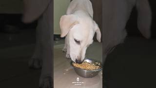 Most Hungry Cute pet 🐶#labrador #poor #food #pets