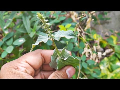 एक ऐसी वनस्पति, जो है सभी जड़ी-बूटियों का राजा│Achyranthes Aspera, Apamarga Uses By Vishal Sathye