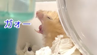 野獣？！こんちゃん【ハムスター/hamster】