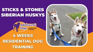 Sticks & Stones the Siberian Husky's  4 Weeks Residential Dog Training