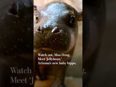 Watch out, Moo Deng. Meet ‘Jellybean,’ Arizona’s new baby hippo.