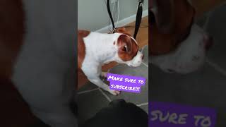 Joy The Pitbull Doggy Is Half On The Floor And Half On Her Couch