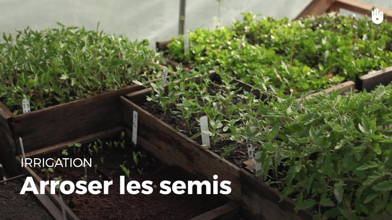 Comment arroser des semis