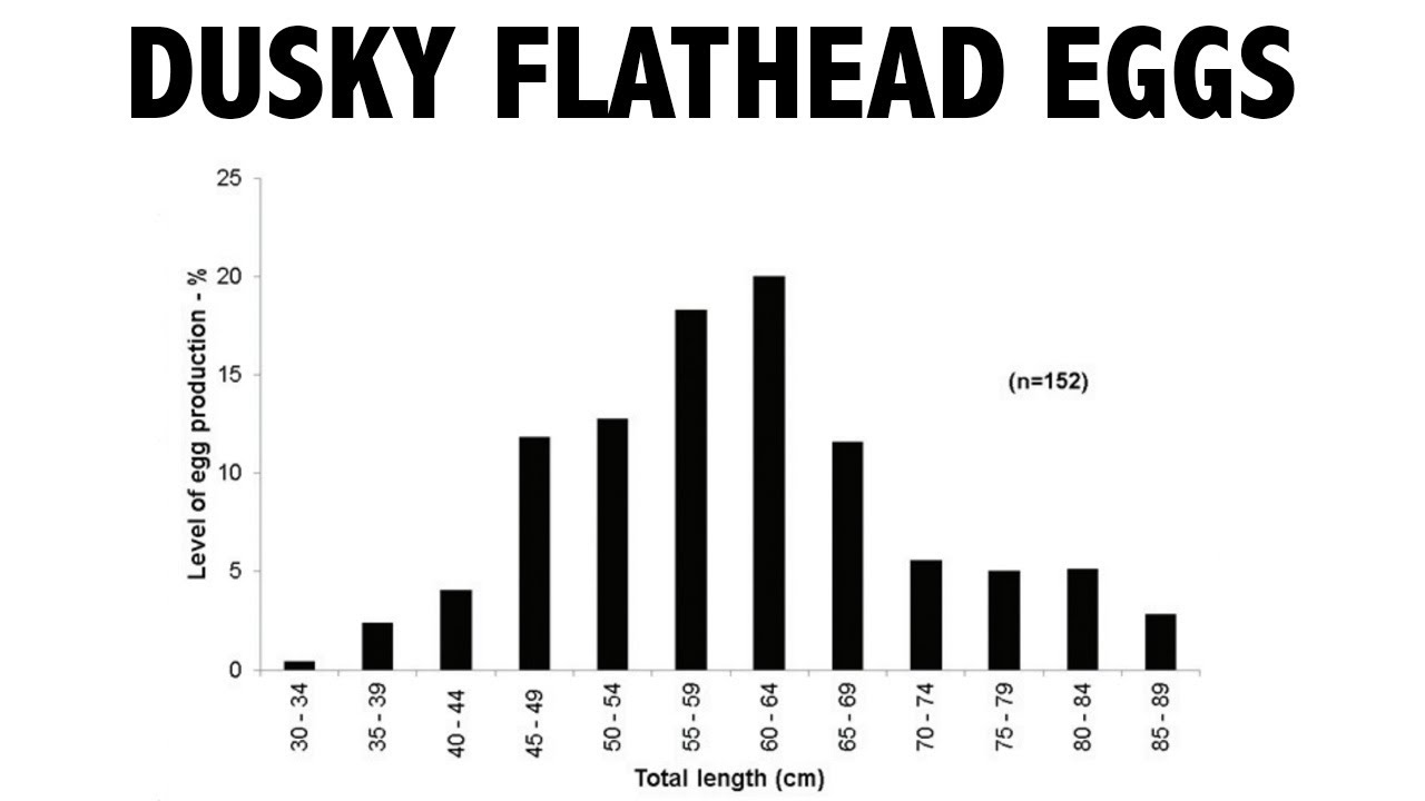 Explaining the Dusky Flathead egg production graph