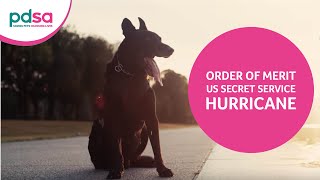 US Secret Service Special Operations Canine Hurricane Is Awarded PDSA Order Of Merit