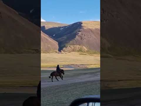 Video: Paso Fino hobune