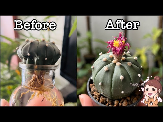 candelabra cactus Buy 'Candelabra Tree - Euphorbia ingens' Care and Growing Guide main image 0