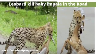 Wild Animal Leopard Kill Baby Impala in the Road BBC