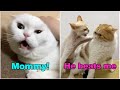 These cats can speak english better than hooman  lockdown drama