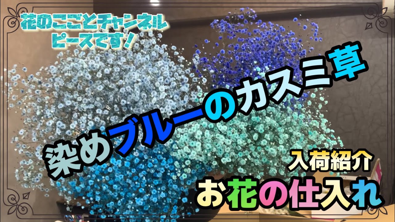 Flower Shop] New Arrivals! These four types of blue baby's breath