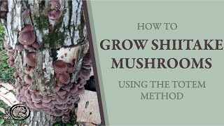 How to Grow Shiitake Mushrooms WITHOUT using the 'Drill & Fill' Method