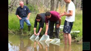 Houston Toad Recovery