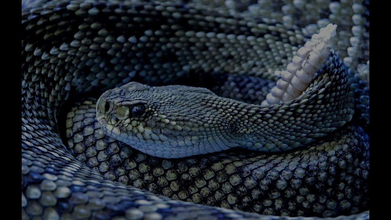 Emma Uotsonning yalangoch fotosuratlari