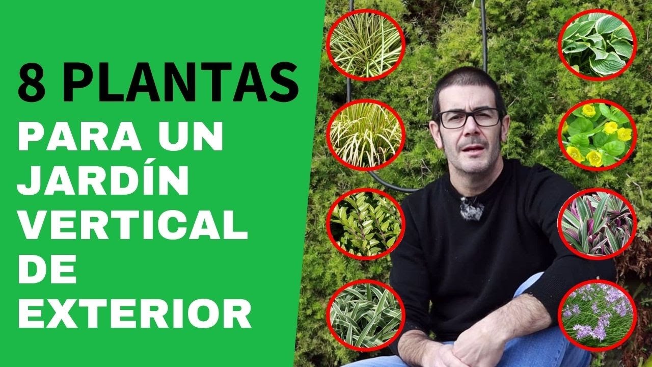 8 planta para jardines verticales de exterior - thptnganamst.edu.vn