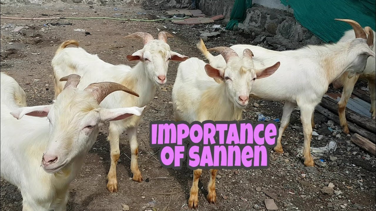 Importance Of Sannen Goats 8 to 9 Months Old. YouTube