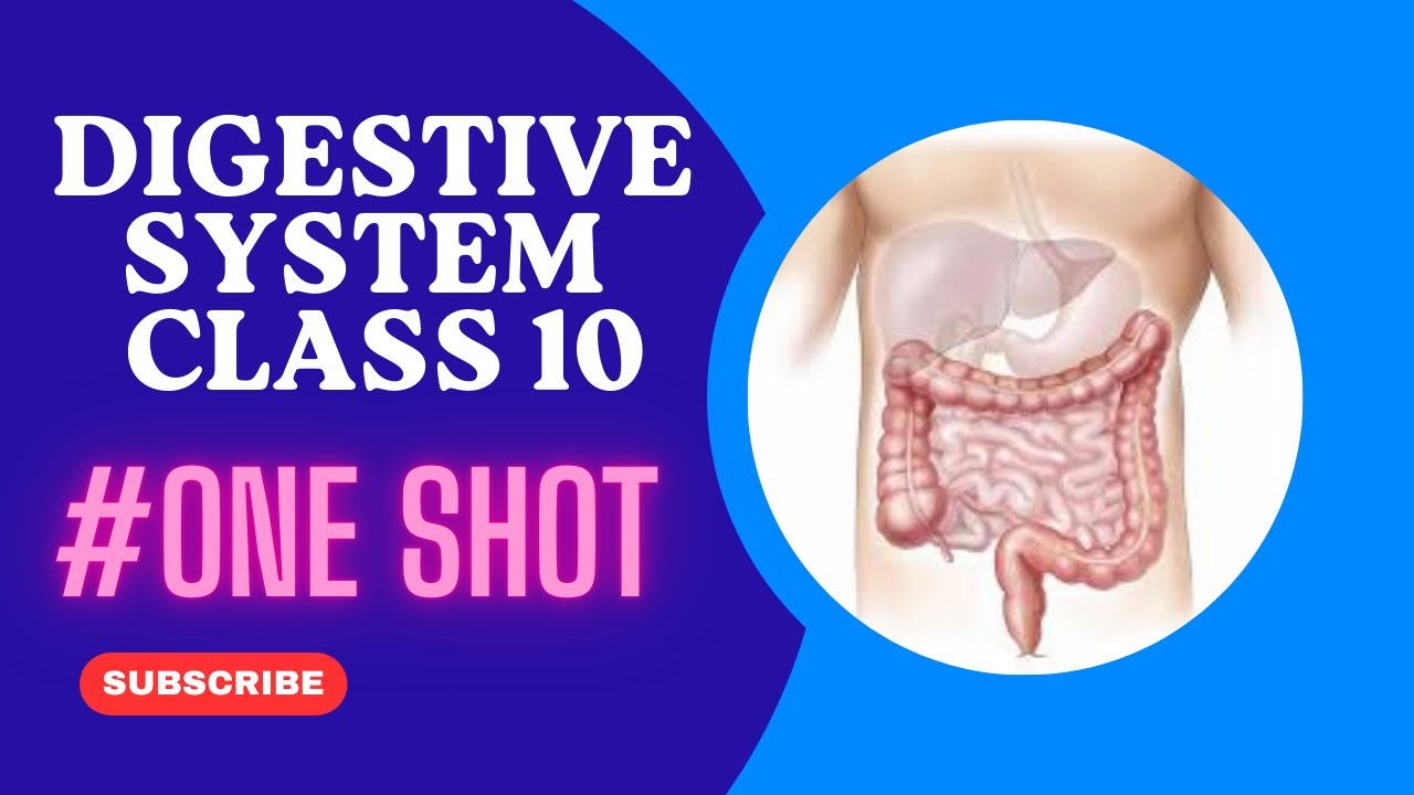 Digestive system in human being || class 10 ||  Digestive system one shot  || Board exam 2025