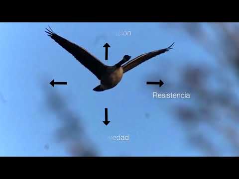Video: ¿Los pájaros tienen que batir las alas para volar?