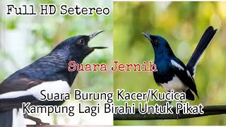 Suara Burung Kacer/Kucica Kampung Lagi Birahi Untuk Pikat Full HD Setereo