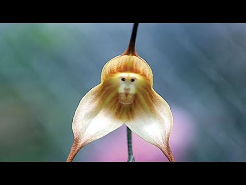 Maymun Yüzlü Çiçek - Dracula Simia