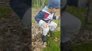 СБОР ГРИБОВ | Малыш собирает лисички в лесу