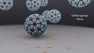 2022 BioArt Video Entry- Chikungunya Virus Cytosolic Release by Margot Riggi