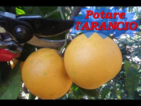 POTARE ARANCIO