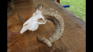 Cleaning A Ram skull (Merino)