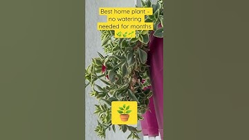 No watering needed for months 🪴🌿